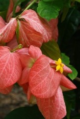 New for 2012 copyright � almostedenplants.com